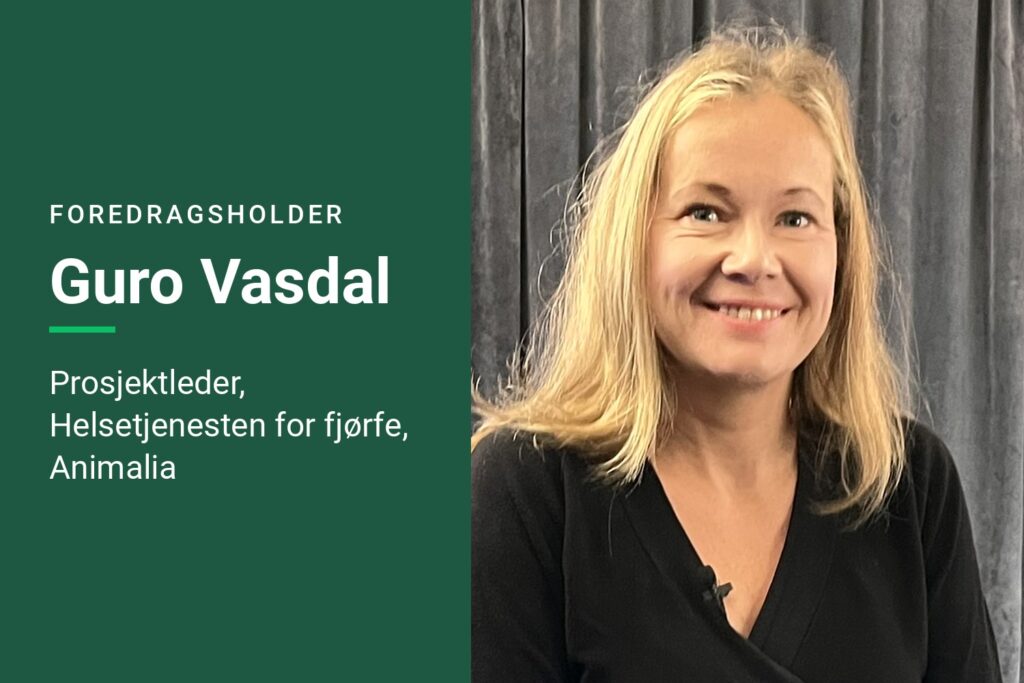 Fjørfe